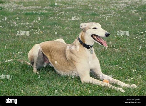 laying greyhounds|Laying Greyhounds.